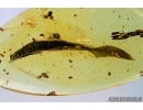 Nice long Leaf. Fossil inclusion in Baltic amber #6451