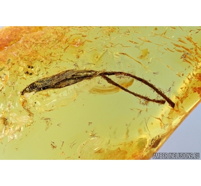 Two twisted long leafs. Fossil inclusion in Baltic amber #6452