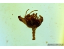Nice, small flower. Fossil inclusion in Baltic amber #6456