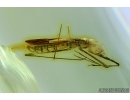 RARE ADULT, WINGED ASSASSIN BUG, REDUVIIDAE. Fossil insect in Baltic amber #6461