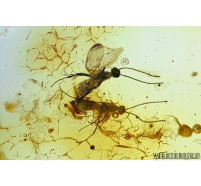 Hymenoptera, Two Wasps. Fossil insects in Baltic amber #6462