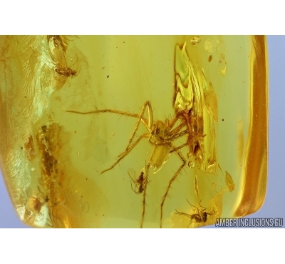 Araneae, Spider and Psychodidae, Moth fly. Fossil inclusions in Baltic amber #6465