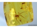 Araneae, Spider and Psychodidae, Moth fly. Fossil inclusions in Baltic amber #6465