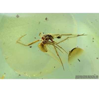 Nice Spider, Araneae. Fossil inclusion in Baltic amber #6466