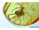 Spider, Araneae. Fossil inclusion in Baltic amber #6467