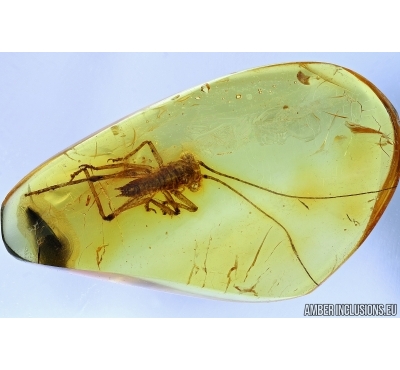 CRICKET, ORTHOPTERA. Fossil insect in Baltic amber. #6469