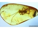 CRICKET, ORTHOPTERA. Fossil insect in Baltic amber. #6469