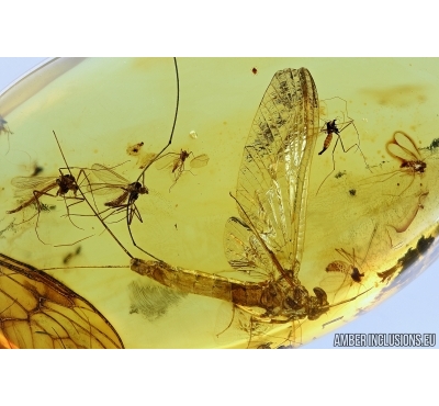 Big Mayfly, Ephemeroptera. Fossil insect in Baltic amber #6474