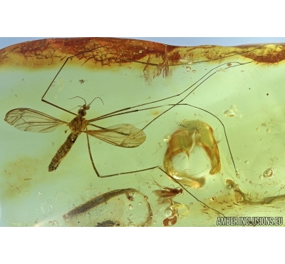 Very Nice Crane fly, Tipulidae. Fossil insect in Baltic amber #6478