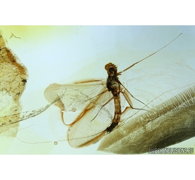 Ephemeroptera, Mayfly. Fossil insect in Baltic amber #6482