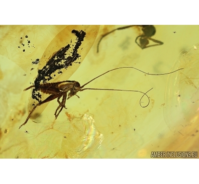 Nice Cricket Orthoptera, rare march Fly Bibionidae and Crystals! Fossil inclusions in Baltic amber #6483