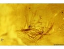 Nice Cricket Orthoptera, rare march Fly Bibionidae and Crystals! Fossil inclusions in Baltic amber #6483