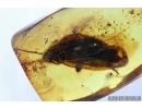 BIG 21mm! COCKROACH, BLATTARIA. Fossil insect in Baltic amber #6484