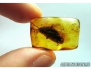 BIG 21mm! COCKROACH, BLATTARIA. Fossil insect in Baltic amber #6484