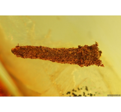 Lepidoptera, Caterpillar in case. Fossil inclusion in Baltic amber #6494