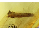 Lepidoptera, Caterpillar in case. Fossil inclusion in Baltic amber #6494