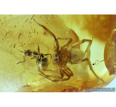Spider is attacking Ant. Fossil insects in Baltic amber #6497