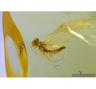  Mayfly Ephemeroptera: Leptophlebiidae: Paraleptophlebia.  Fossil insect in Baltic amber stone #6498