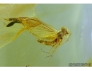  Mayfly Ephemeroptera: Leptophlebiidae: Paraleptophlebia.  Fossil insect in Baltic amber stone #6498