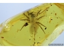 Big Jumping Spider, Salticidae. Fossil inclusion in Baltic amber #6502