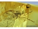 Big Jumping Spider, Salticidae. Fossil inclusion in Baltic amber #6502