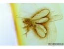 PSOCOPTERA, PSOCID. Fossil insect in Baltic amber #6503