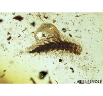 MYRIAPODA, SYNXENIDAE. Fossil insect in Baltic Amber #6504