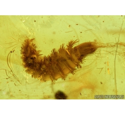 MYRIAPODA, POLYXENIDAE and MIDGE. Fossil insects in BALTIC AMBER #6505
