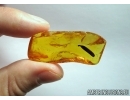 Nice 11mm Leaf. Fossil inclusion in Baltic amber #6506