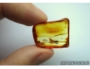 Rare Wasp, Hymenoptera. Fossil inclusion in Baltic amber #6510