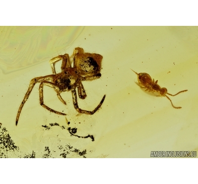 Rare Wasp without wings, Spider and Ant. Fossil inclusions in Baltic amber #6511