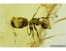 Rare Wasp without wings, Spider and Ant. Fossil inclusions in Baltic amber #6511