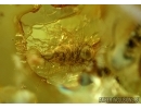 Flower, Chrysomelidae Flea Beetle, Ants, Leaves, Centipede, Wasp and More. Fossil inclusions in Baltic amber #6519