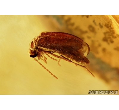Aderidae, Antlike leaf beetle.Fossil insect in Ukrainian, Rovno amber #6520