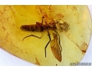 Therevidae, Stiletto Fly. Fossil insect in Baltic amber #6526