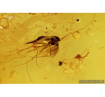 Chironomidae, Two True midges. Fossil insects in Baltic amber #6527
