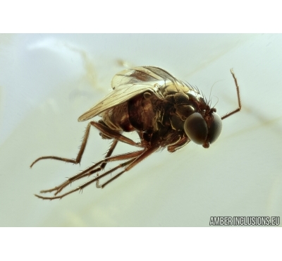 Dolichopodidae, Long-legged fly. Fossil insect in Baltic amber #6528