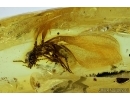 Termite Isoptera, 2 Beetles Coleoptera and Mite Acari. Fossil inclusions in Baltic amber #6530