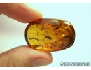 Beetle, Mosses, Ants and More. Fossil inclusions in Baltic amber #6531