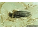  Artematopodidae, Electribius . Fossil beetle in Ukrainian amber #6532
