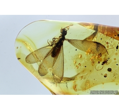Termite, Isoptera, Gnats. Fossil inclusions in Baltic amber #6534