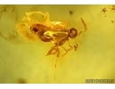Wasp, Hymenoptera. Fossil inclusion in Baltic amber #6536
