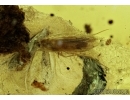Big Ant, Wasp, Moths with egg and More. Fossil inclusions in Ukrainian, Rovno amber #6540