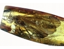 Rare Caddisfly, Trichoptera, probably Aulacomyia infuscata. Fossil insect in Baltic amber #6543