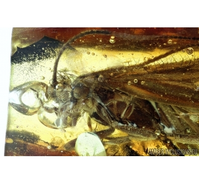 Rare Caddisfly, Trichoptera, probably Aulacomyia infuscata. Fossil insect in Baltic amber #6543