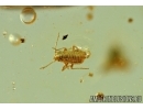 Nice Mite Trombidiidae and Aphid . Fossil insects in Ukrainian Rovno amber stone #6545R