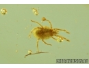 Nice Mite Trombidiidae and Aphid . Fossil insects in Ukrainian Rovno amber stone #6545R