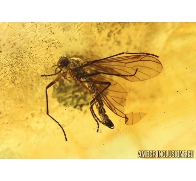 Bibionidae, March fly and More. Fossil insects in Baltic amber #6552