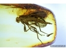 Big Snipe Fly, Rhagionidae. Fossil insect in Baltic amber #6555