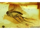 Two Very Nice Fungus gnats, Mycetophilidae.  Fossil inclusions in Ukrainian, Rovno amber #6556
